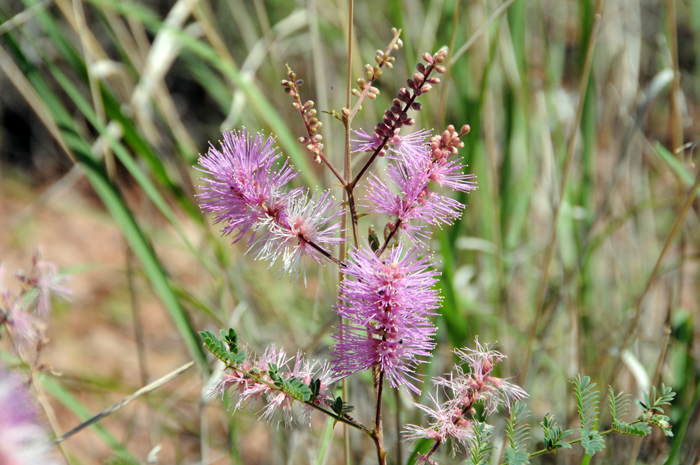 Velvetpod Mimosa flowers, up to 20 or more in dense heads with exerted stamen. Individual heads are in synchronous bloom. Flowers bloom from May to September with fruiting soon thereafter. Mimosa dysocarpa